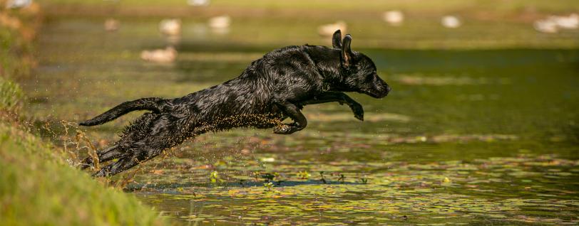 A black Labrador Retriever leaping into a pond.