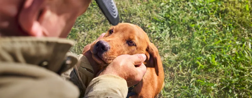  A puppy looking up at a person while they are holding the puppy’s head in their hands. 