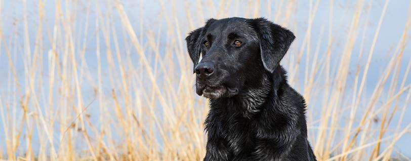A close up shot of black Labrador Retriever Mickey, the 2016 National Retriever Champion, sitting in a field. 