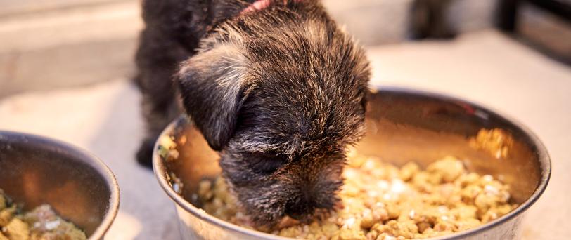A puppy eating food out of a bowl.