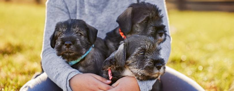 A human sitting in the grass holding three puppies.