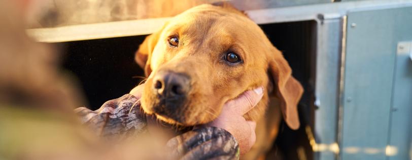A human holding their dogs head in their hands.