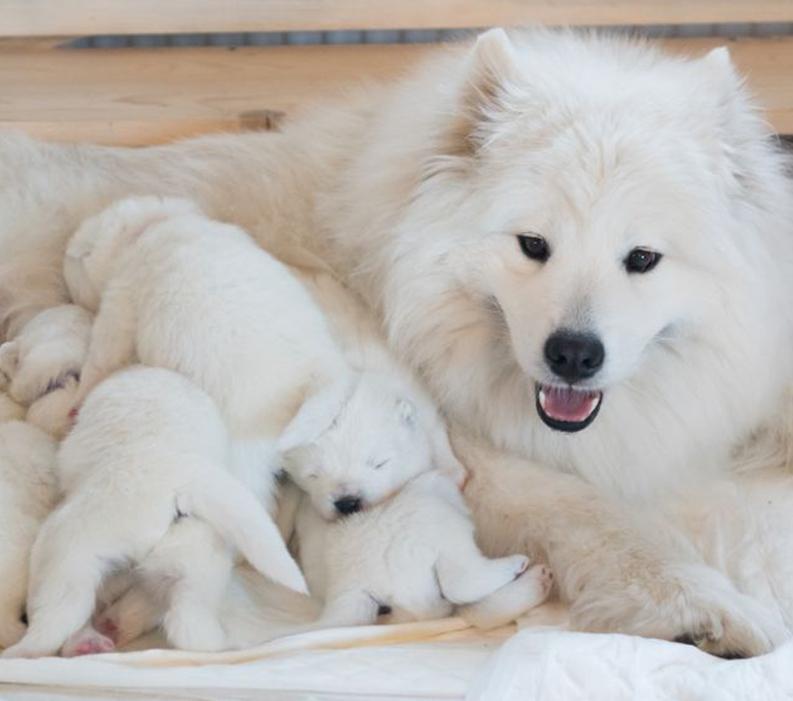  Dog mom feeding her litter of puppies.