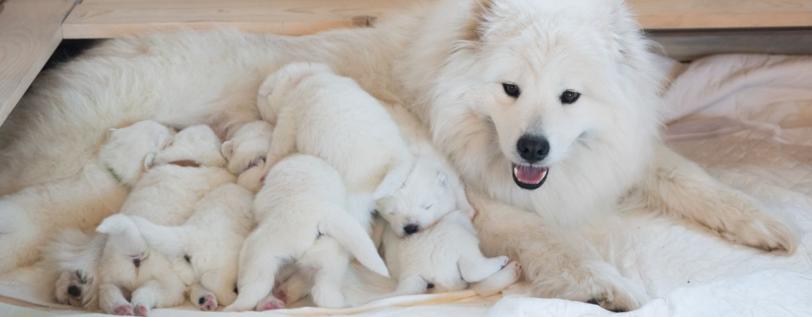 Dog mom feeding her litter of puppies.