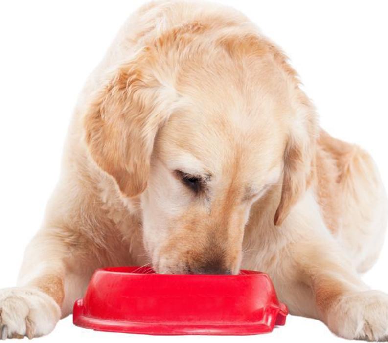 Golden Retriever laying down eating out of red bowl.