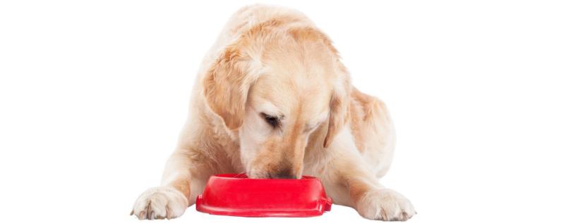  Golden Retriever laying down eating out of red bowl.