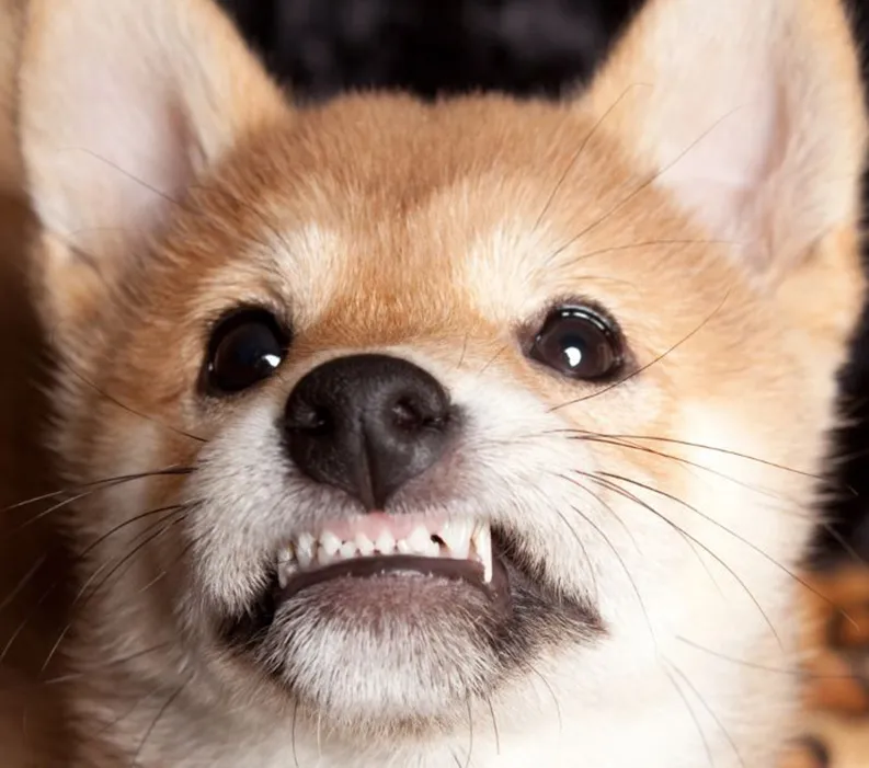 A puppy looking up with its teeth showing.