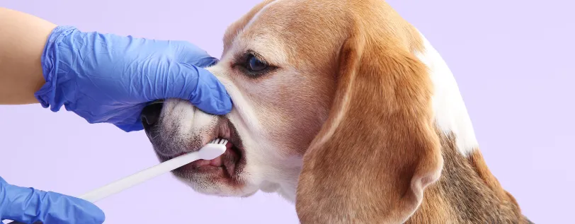 Human in gloves lifting snout of dog and brushing its teeth with a toothbrush.