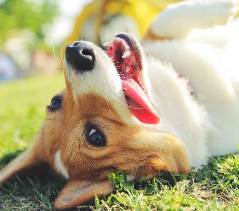 A corgi laying upside down in the grass with its tongue hanging out of its mouth.