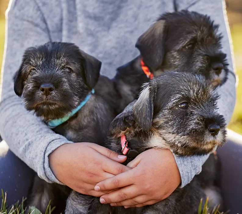 A human sitting in the grass holding three puppies.