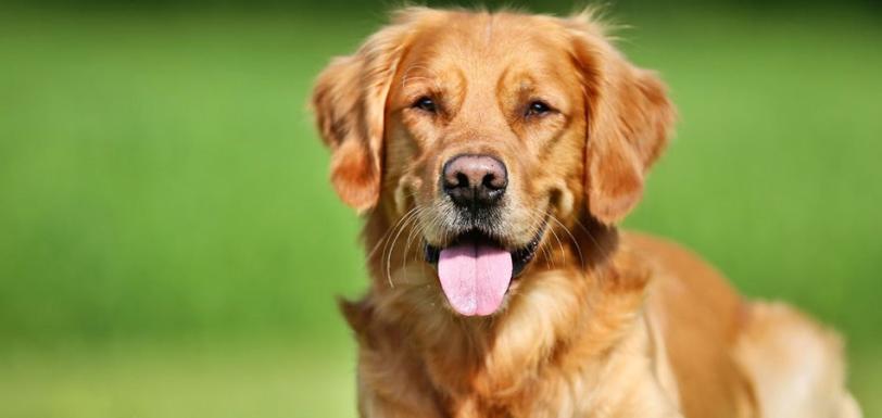 GoodDog Part1 HowToManageYourStudDog HeaderImage 950x450 (1)