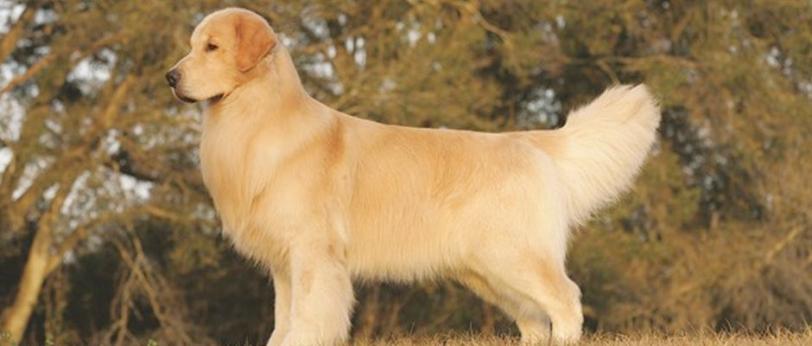 Resources Dog Articles Health Line 90 Header