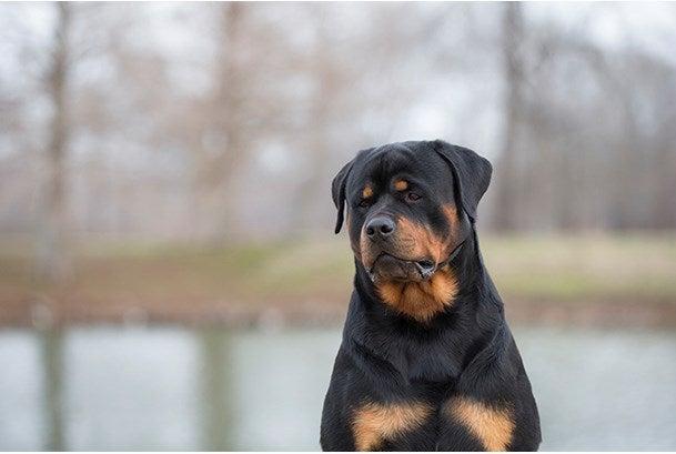 are rottweilers expensive to keep