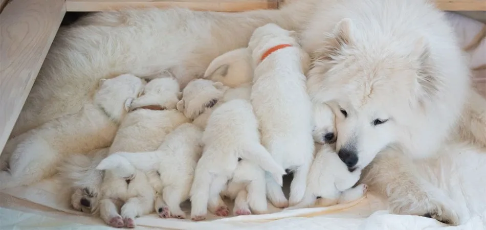 0375995 ProClub Article NutritionForPuppies header 950x450
