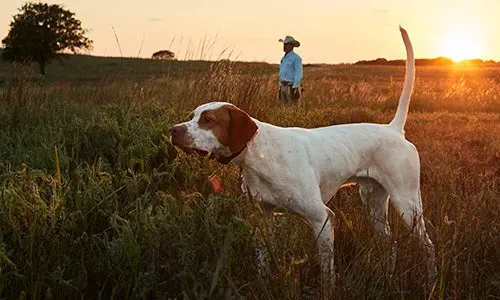 734 - Hunting dog with his tail up in field with man wearing cowboy hat