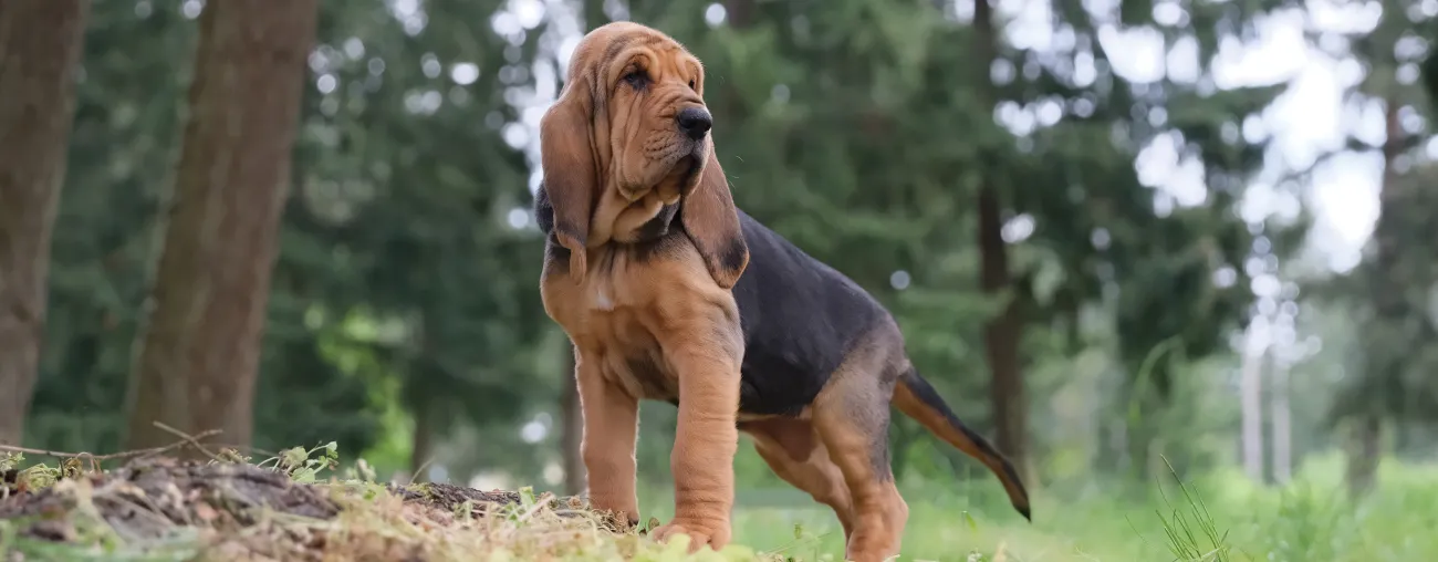 Black &amp; brown dog standing with trees behind him - Canine Osteosarcoma &amp; IBD