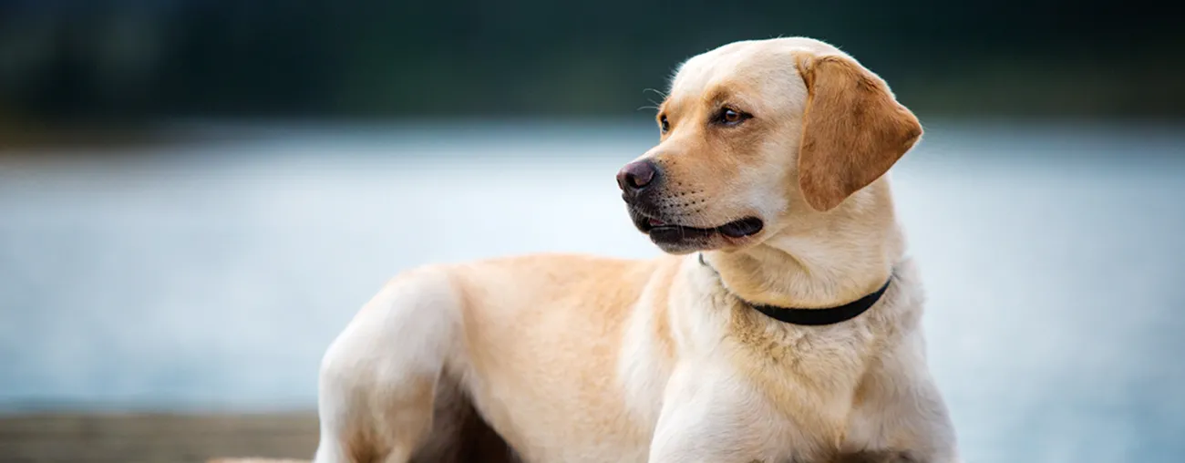Tan dog standing &amp; looking off to the side - Laryngeal Paralysis