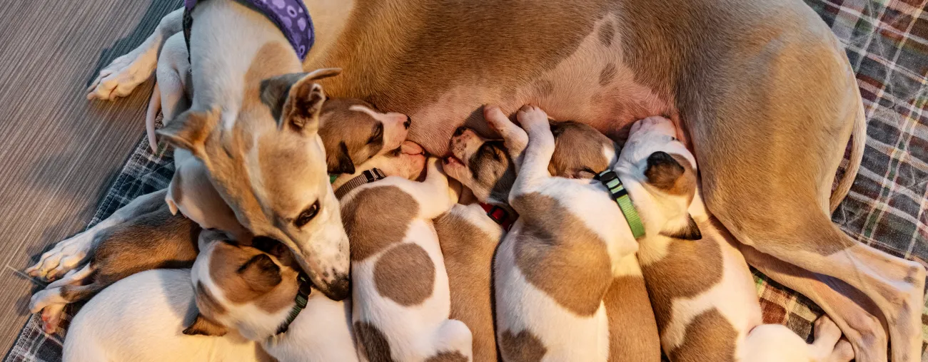 A dog mom snuggled with her litter of puppies.