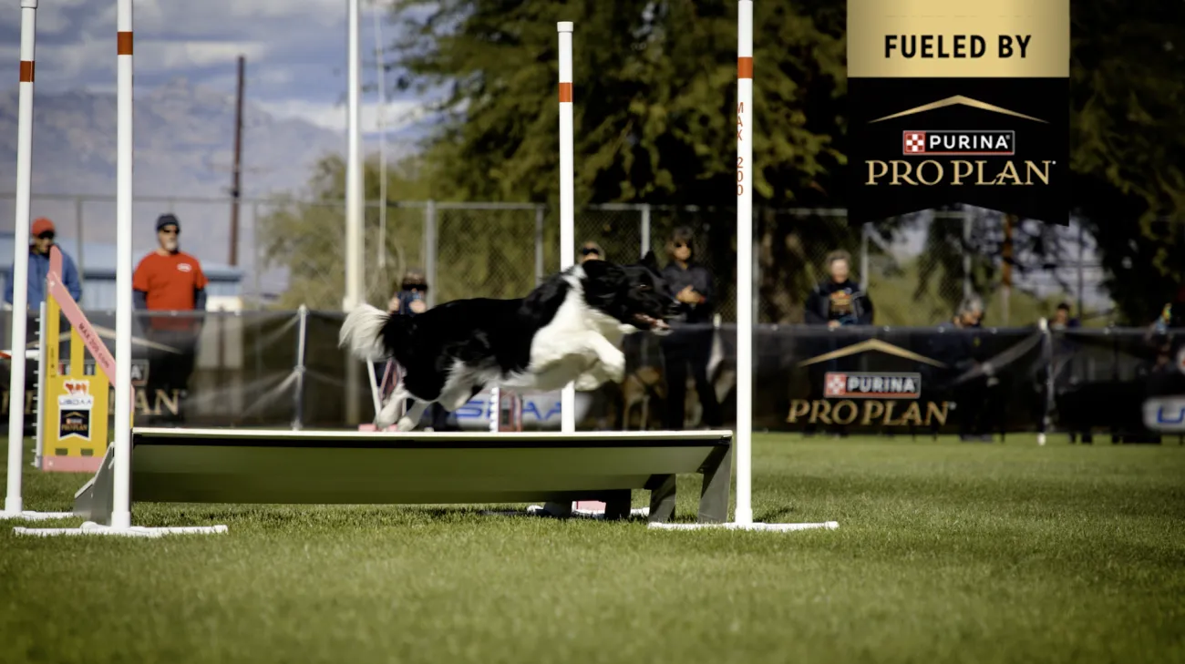 generations of dog agility kate moureaux