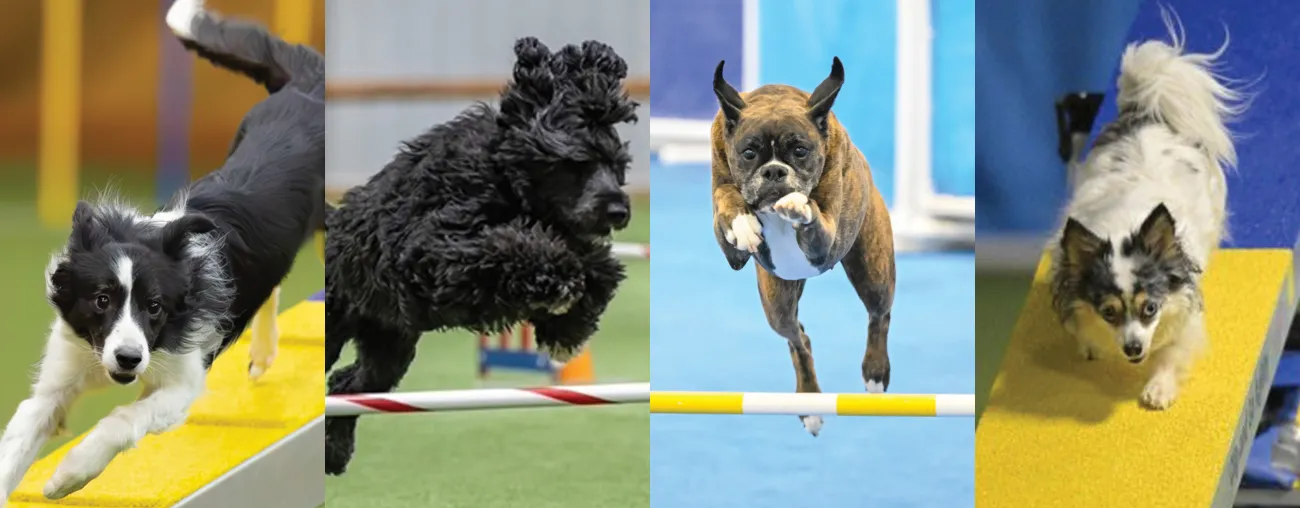 Four images of AKC agility dogs in competition.