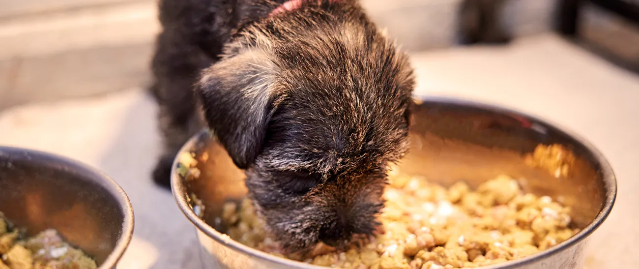 A puppy eating food out of a bowl.