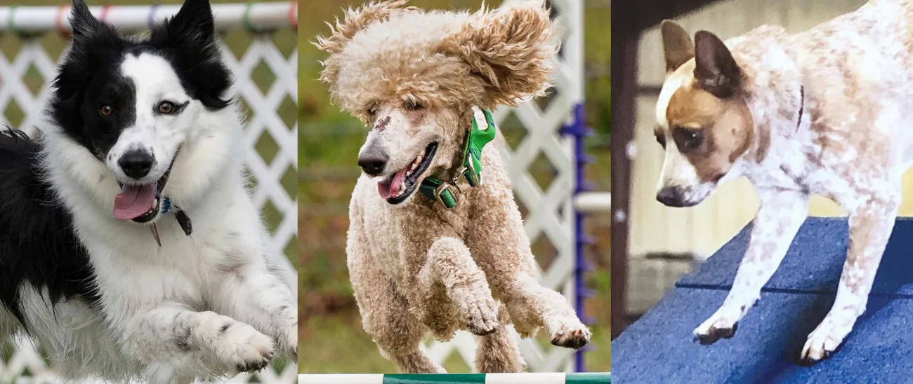 Three side by side action shot images of the three most-improved dogs in the AKC AKC Agility League Winter 2025 Season.