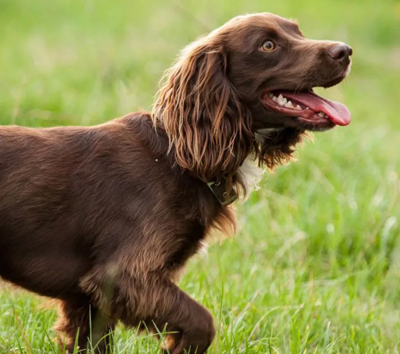  A brown dog with its mouth open and tongue out walking in a field.