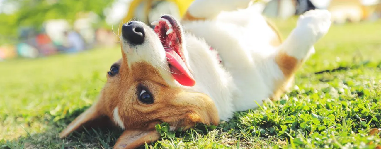  A corgi laying upside down in the grass with its tongue hanging out of its mouth.