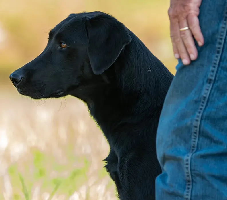 2024 National Retriever Derby Championship winner Otis.