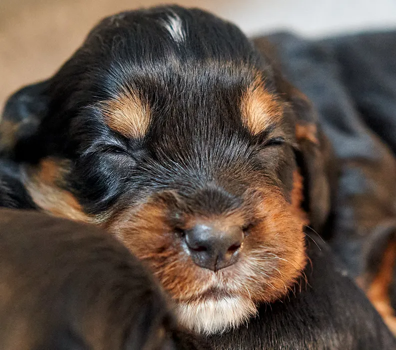 Newborns: When Puppies Crash and Burn!