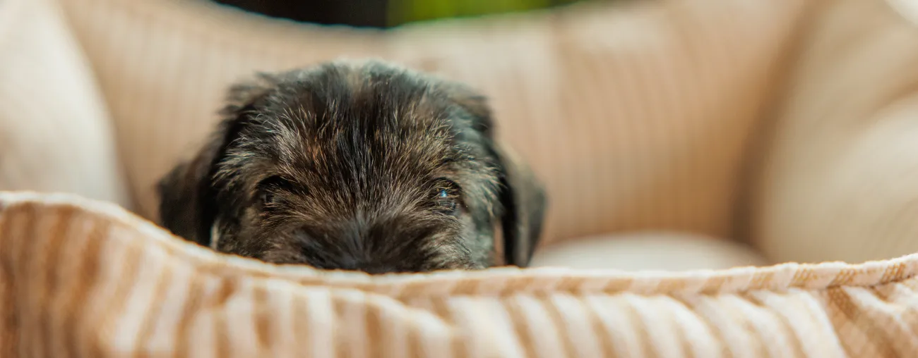  Good Dog Webinar: Breeders Roundtable Q&amp;A