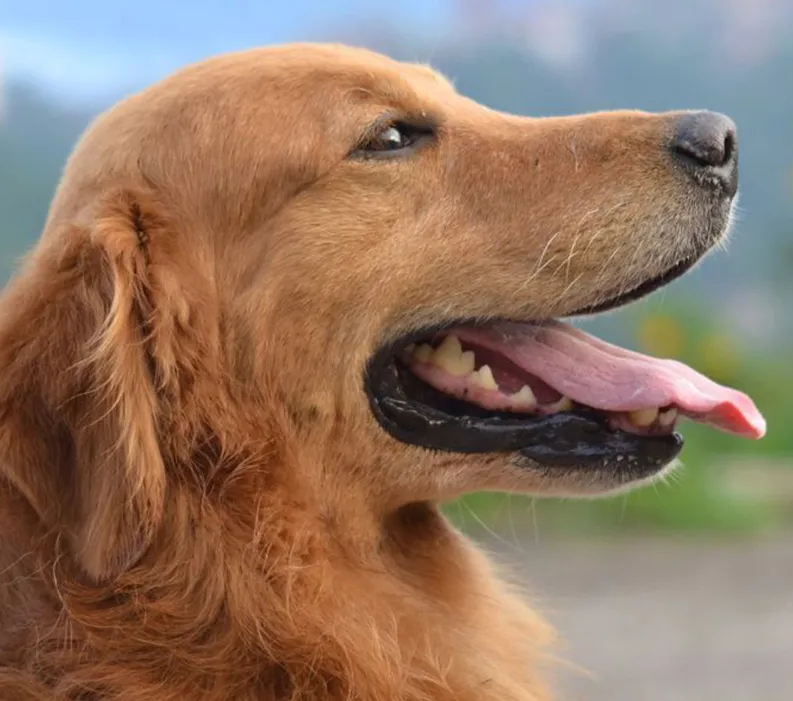 Pro Plan Veterinary Supplements: Achieving Optimal Health