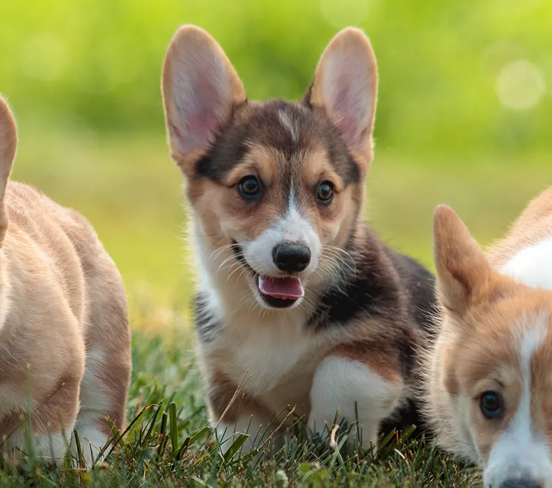 The Most Common Breeding Problems 