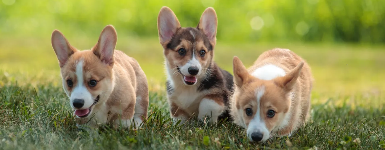 The Most Common Breeding Problems