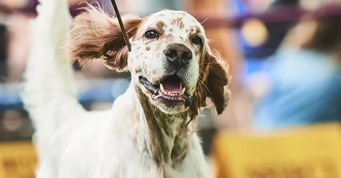 A dog in motion with its ears flopping and mouth open.