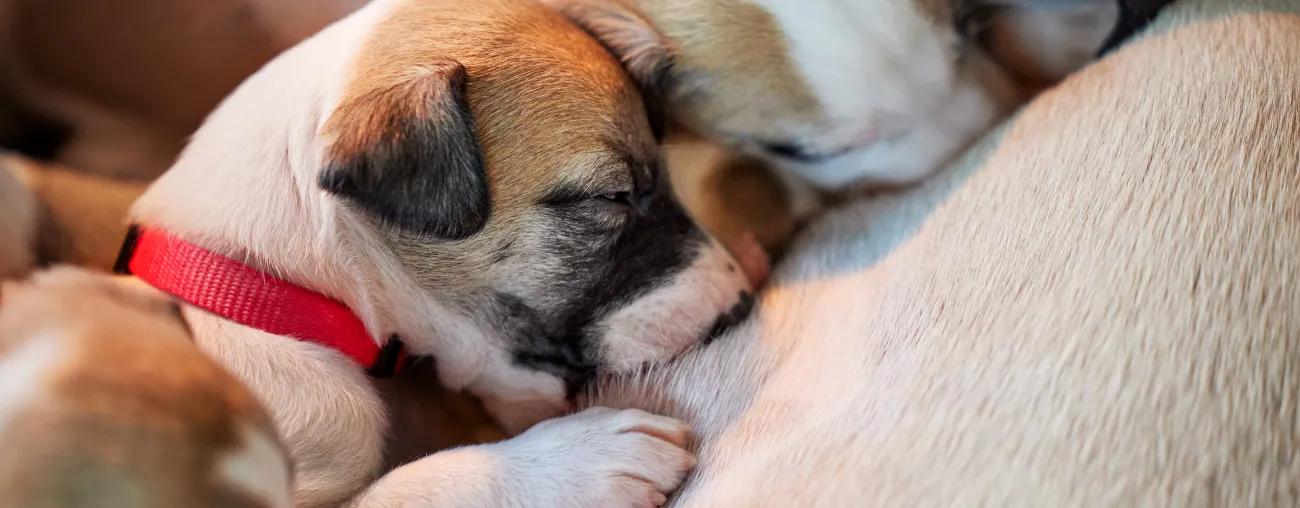 Puppies suckling on mother.