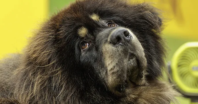 A fluffy dog looking up.