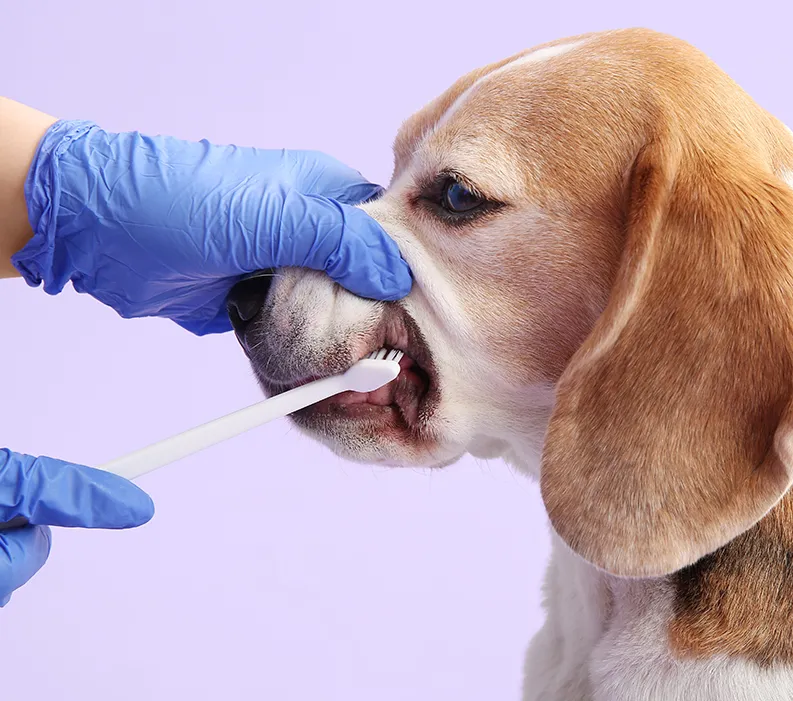 Human in gloves lifting snout of dog and brushing its teeth with a toothbrush. 