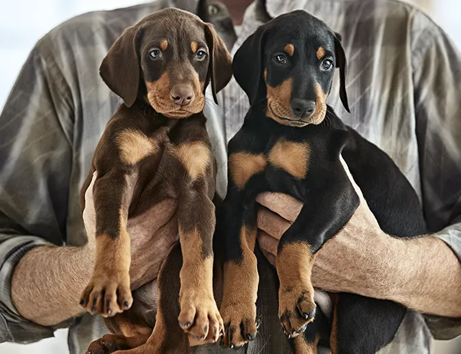 A human holding two puppies.