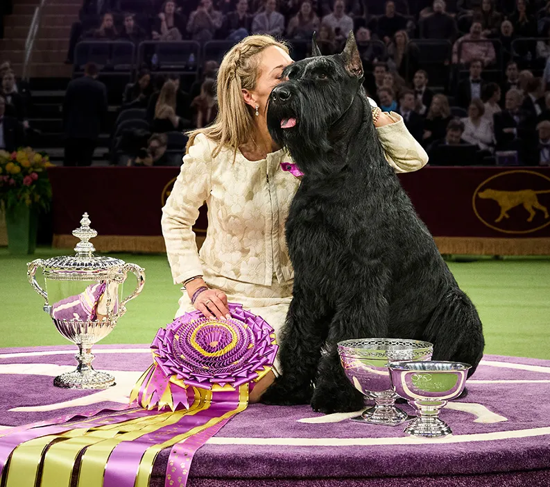  ‘Monty,’ a Giant Schnauzer, Wins Best in Show at 2025 Westminster Dog Show