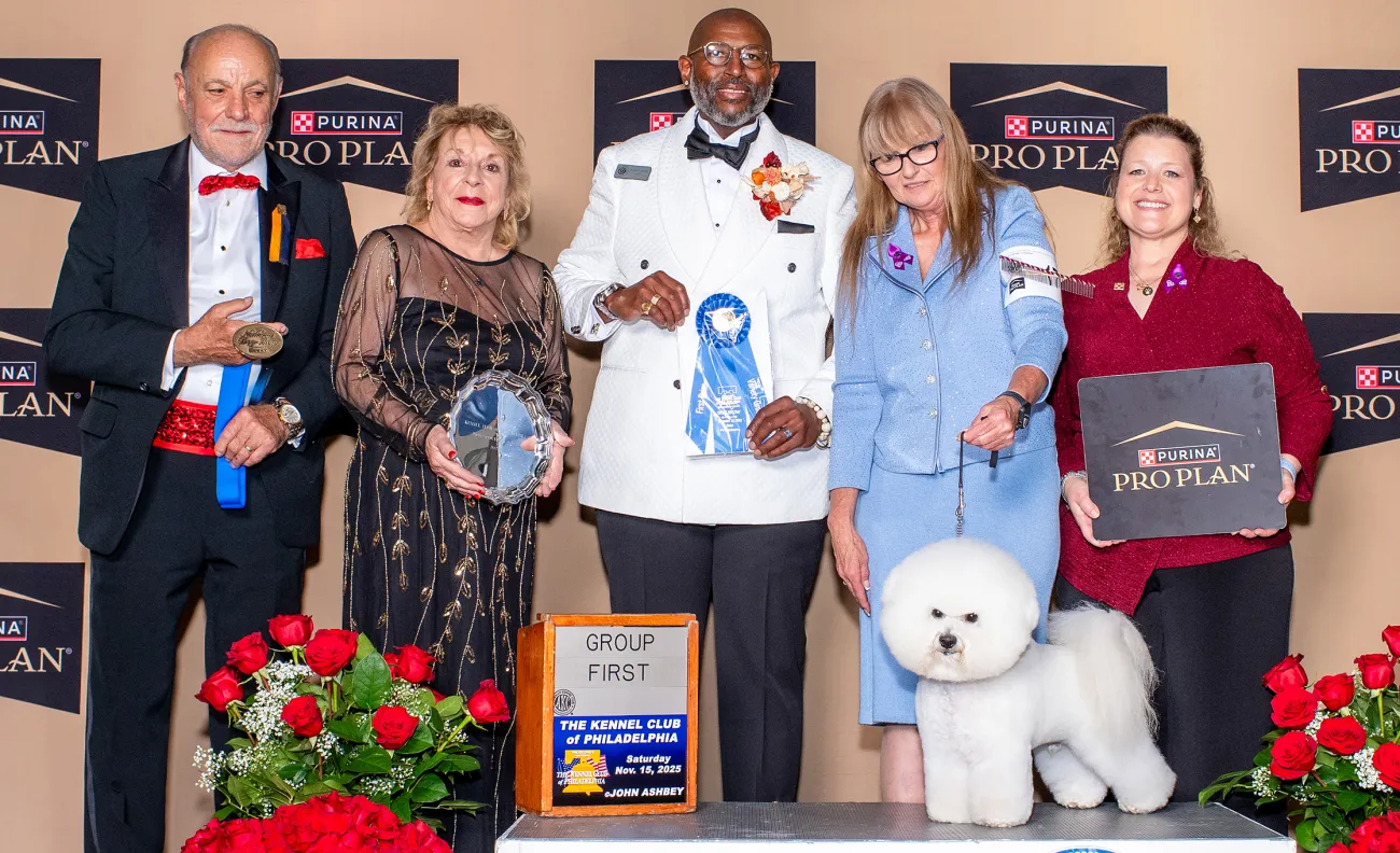 2025 National Dog Show non-sporting group winner, Bichon Frise named Neal. 