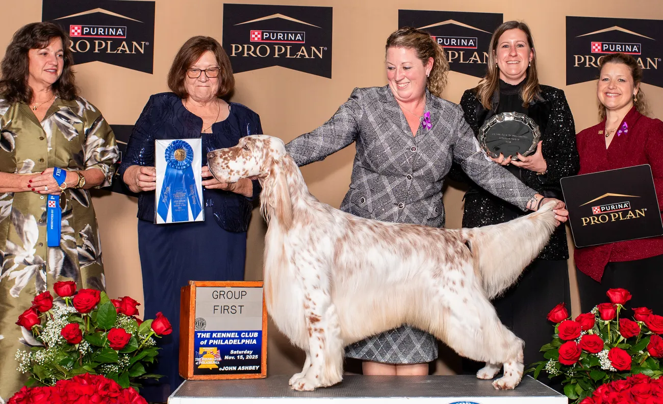 2025 National Dog Show sporting group winner, English Setter named Tyler. 