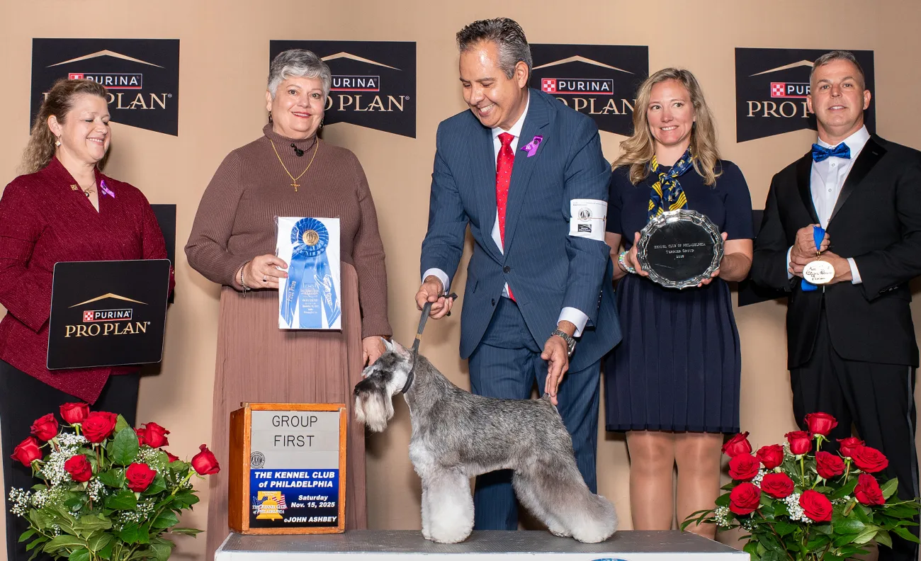 2025 National Dog Show terrier group winner, Miniature Schnauzer named Baby Joe. 