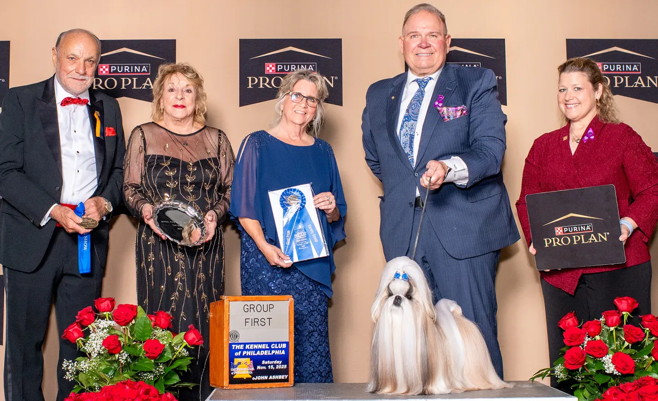 2025 National Dog Show toy group winner, Shih Tzu named Comet. 