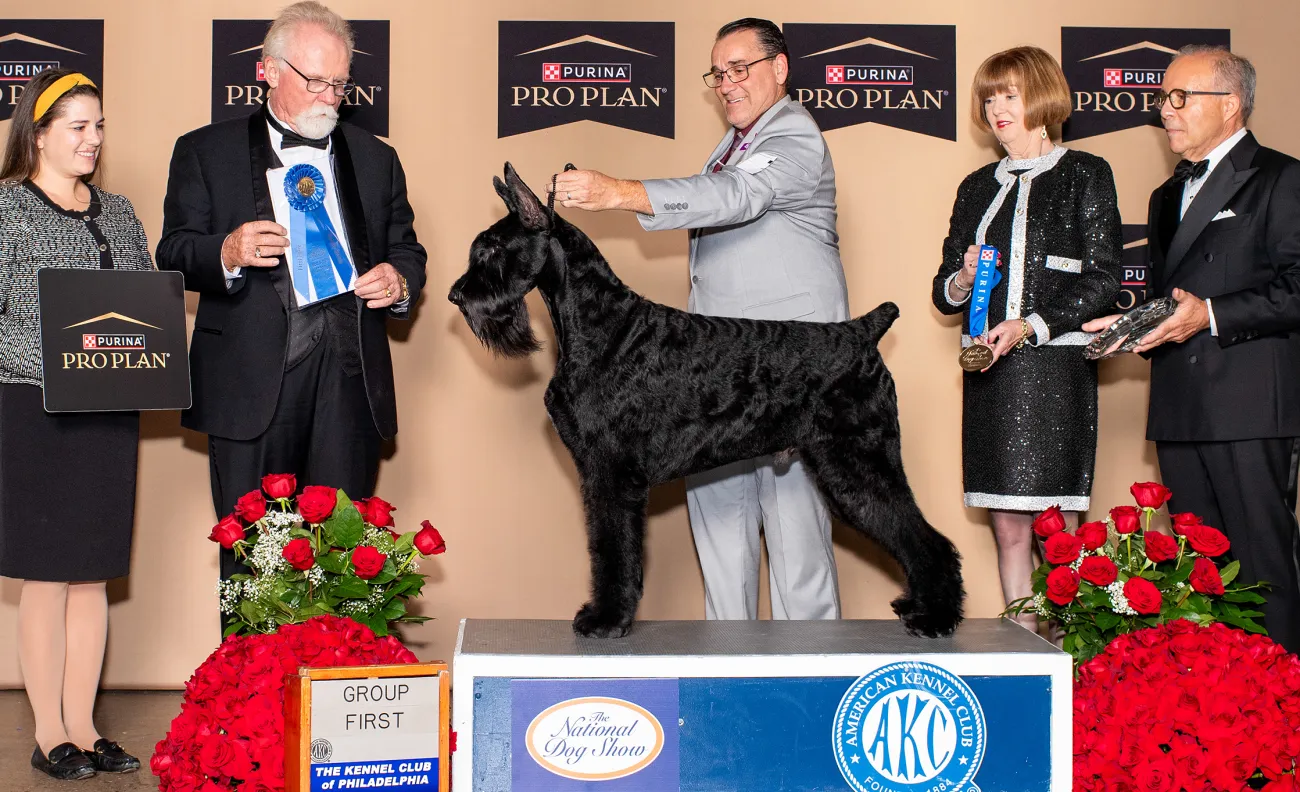 2025 National Dog Show working group winner, Giant Schnauzer named Dino. 