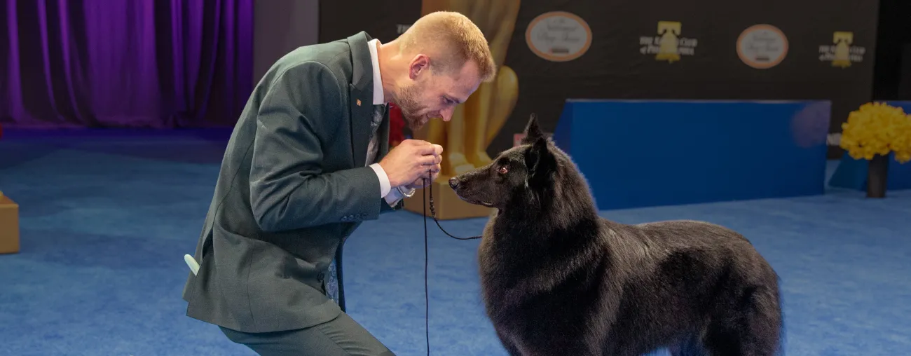 ‘Soleil,’ a Belgian Sheepdog, Wins Best in Show at 2025 National Dog Show.