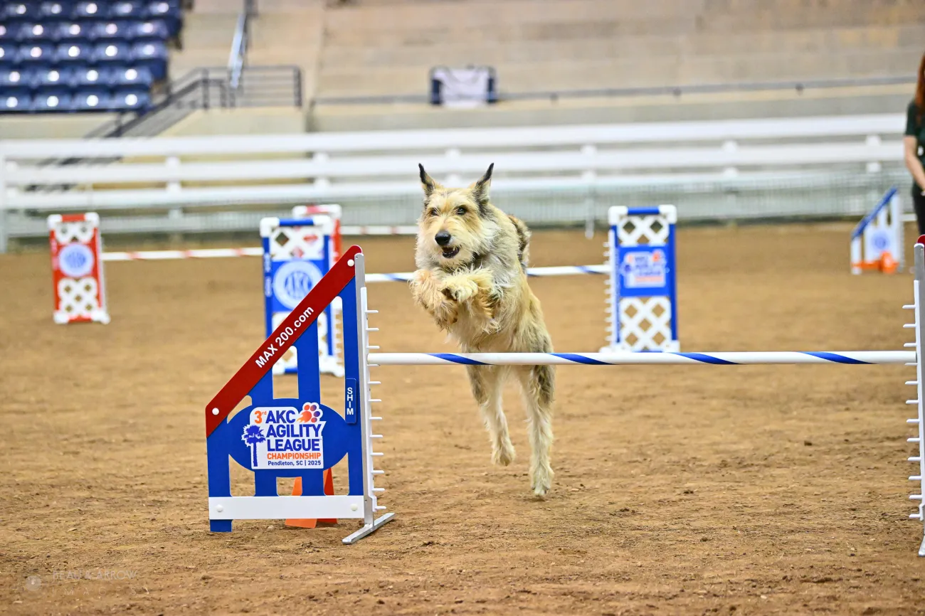 Newcomer Daphne excels at 2025 AKC Agility League Championship.