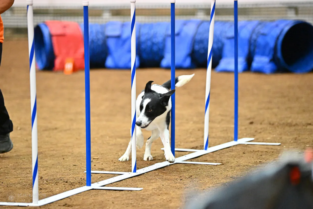 Newcomer Ender excels at 2025 AKC Agility League Championship.