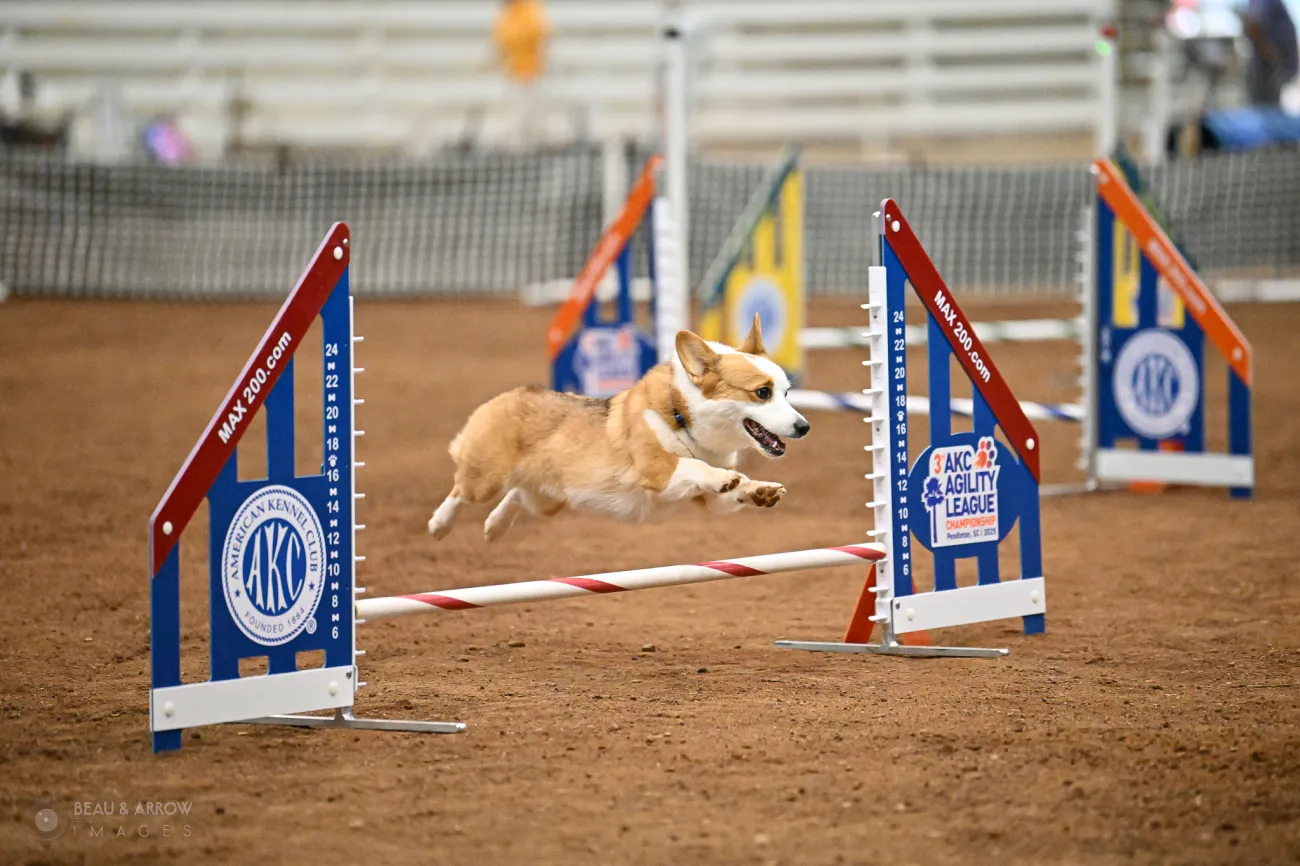 Newcomer Rigby excels at 2025 AKC Agility League Championship.