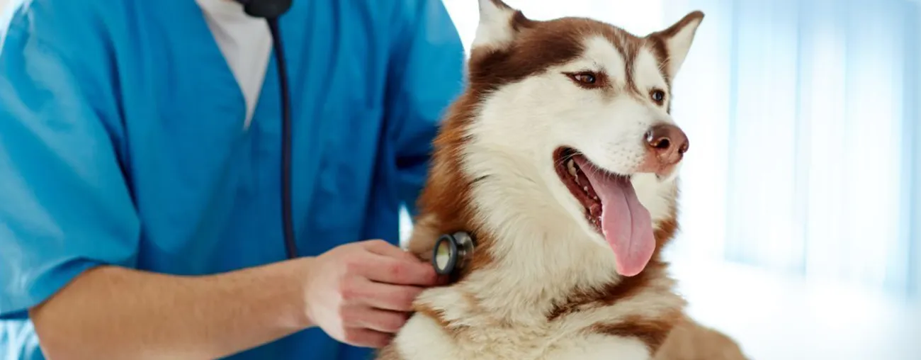 Canine Health Information Center &amp; the Ins &amp; Outs of the Orthopedic Foundation for Animals